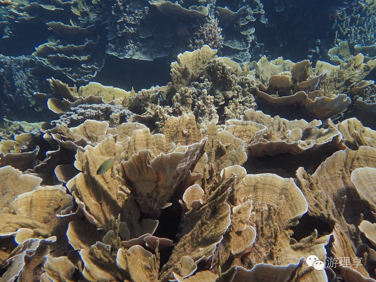美丽的海岛帕劳风景,帕劳旅游攻略海岛