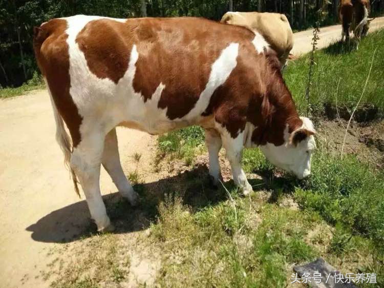 养牛60头牛一年利润与成本真实,农村养牛100头牛一年多少利润