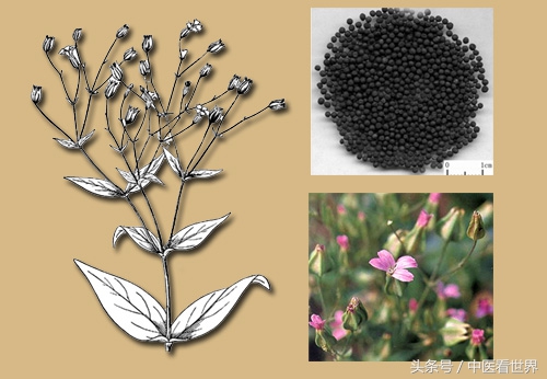 此草性走而不住，虽有王命不能留其行！善于下行，活血通经！