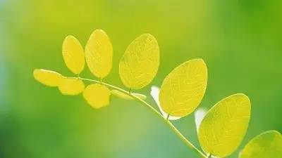 我心素已闲,我心素已闲原文