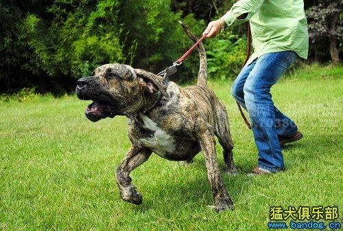 盘点十大帅气猛犬你值得拥有,十大猛犬排名加纳利