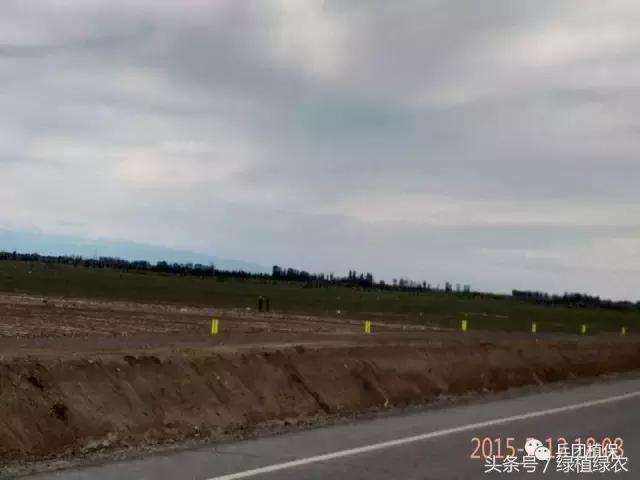 棉蚜治理,棉蚜严重怎么治