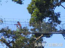 望天树的珍稀之处,望天树寓意