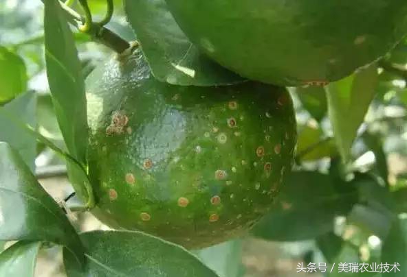 柑橘病虫害管理及营养管理ppt,柑橘花露白时应防治好哪些病虫害