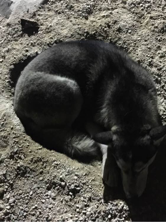 男子养的哈士奇冲着他笑,男子养了3只二哈