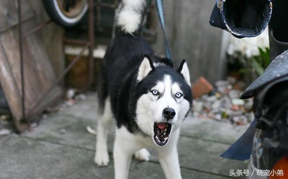 原来这样可以改善哈士奇乱叫的毛病