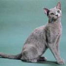 宠物蓝猫的品种及价格,宠物蓝猫视频