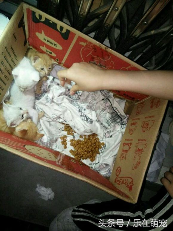 小奶猫眼睛被眼屎糊住了怎么办,流浪猫眼睛流脓被糊住完全睁不开