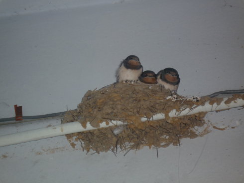 农村有什么稀奇古怪的东西,农村常见东西都有哪些