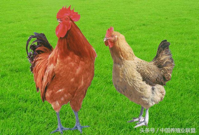 青脚麻鸡苗行情走势,青脚麻鸡市场前景