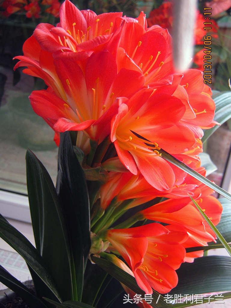 君子兰怎么养才能更旺盛开花多,君子兰怎么养才能旺盛开花