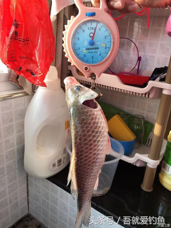 大湖冬钓鲫鱼怎么找钓点,平天湖初冬