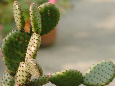 冻疮怎么治最好的偏方,一招解决冻疮的方法