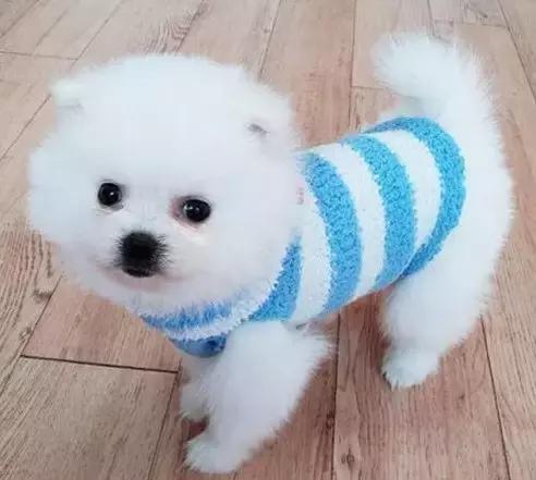 给狗狗洗澡的方法简单易学又省钱,学会这一招让狗狗乖乖听话