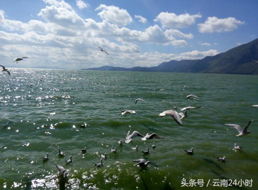 昆明人为什么爱滇池,滇池对昆明的重要性