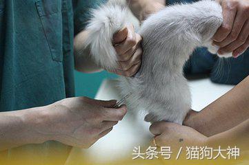 去宠物医院怎么看病,狗狗后腿体温测量方式