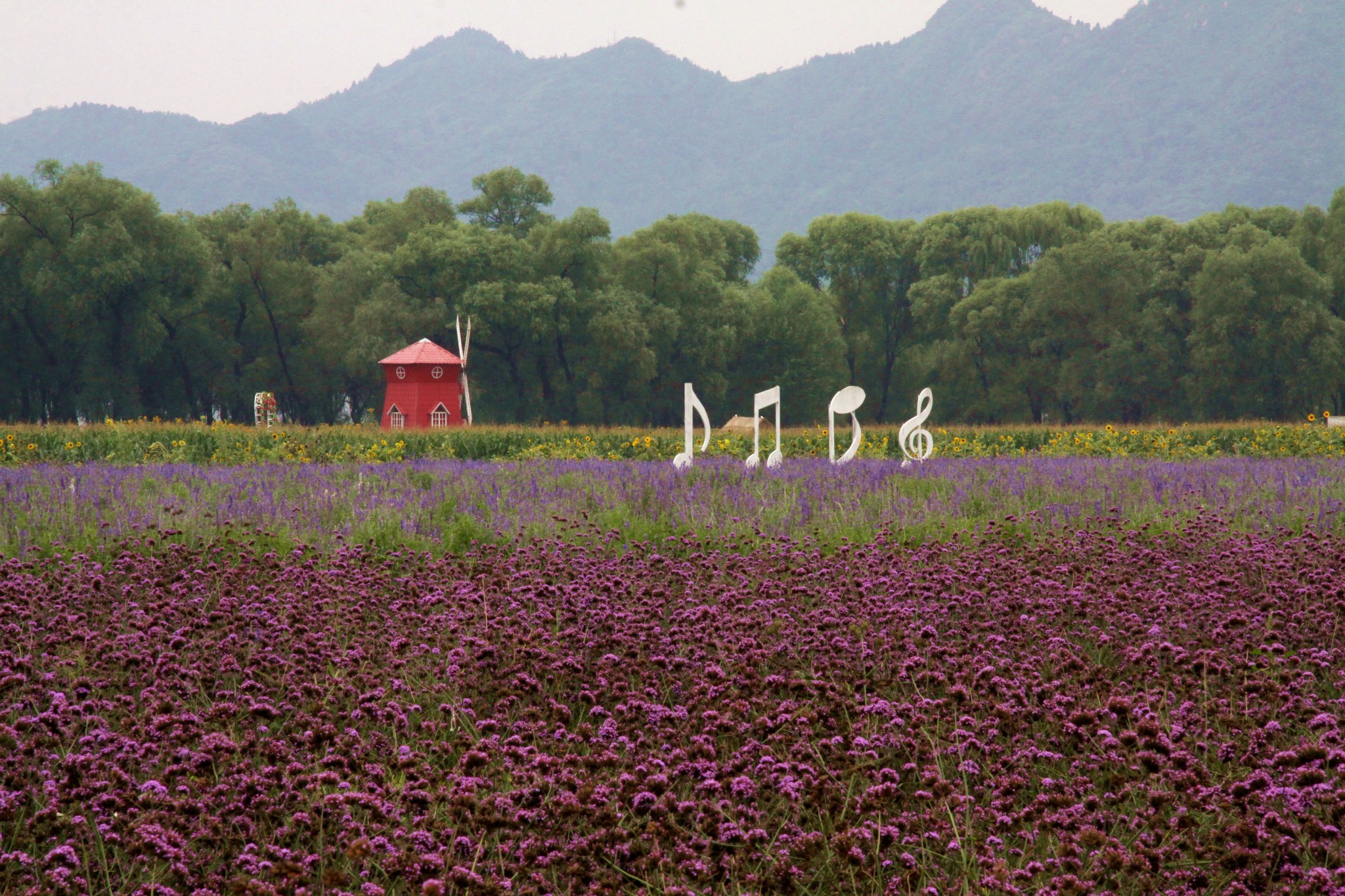 北京的薰衣草庄园门票,北京薰衣草庄园门头沟