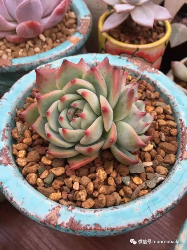 入肉坑,入坑一年半的新手养肉心得