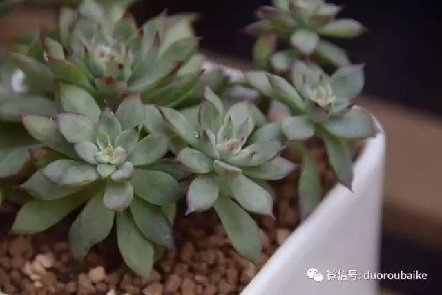 养肉肉的感悟,养多肉谨记好3招专治多肉难上色