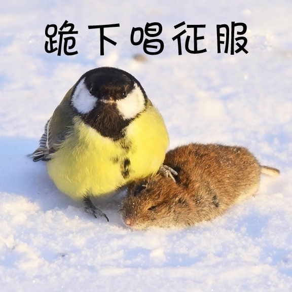 鸟界平头哥，传说中的“食脑狂魔”、“僵尸鸟”，霸气侧漏！