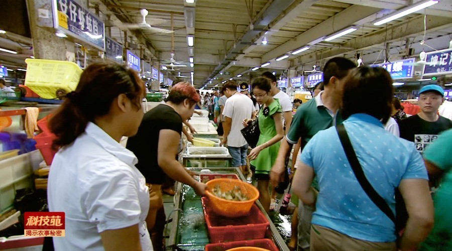 水产养殖对孔雀石绿禁用吗,孔雀石绿水产养殖