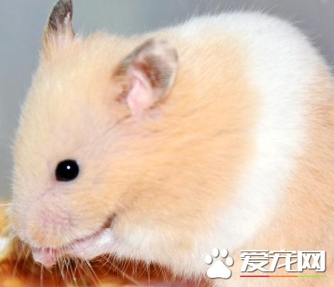 金丝熊对人体有害吗,金丝熊牙齿有毒吗