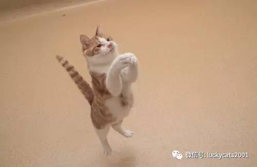 会拍猫的都是好小伙｜你说这些猫咪这么美，我说是的！