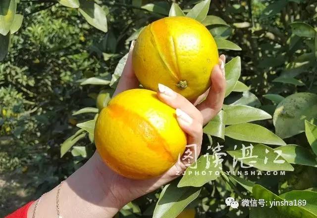 红江橙鲜果价格,红江橙2020价格