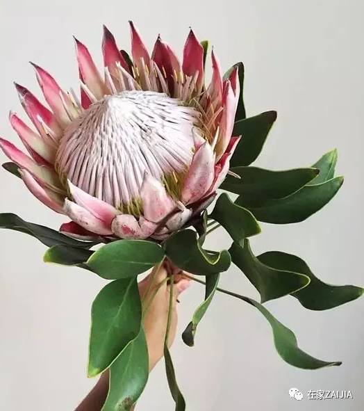 朋友来你家美到哭，手残*党**也能搞定的低价节日餐桌