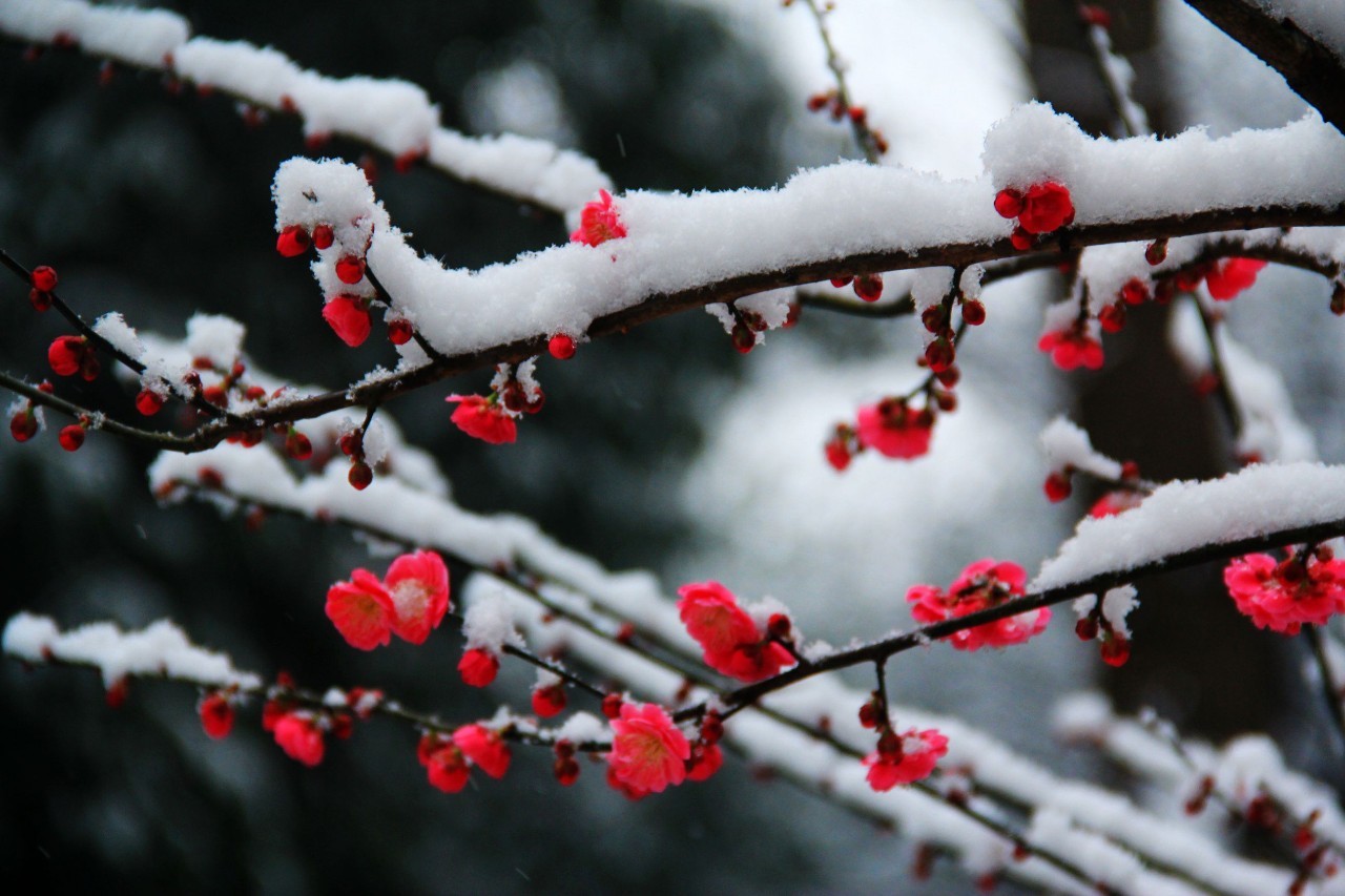 一枝梅经典诗词大全,诗词赏析一缕幽梦几丝愁