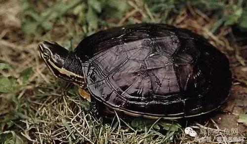 各种乌龟的详细介绍,你们见过的四种乌龟