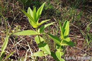 睡觉打呼噜的食疗方法很受用的