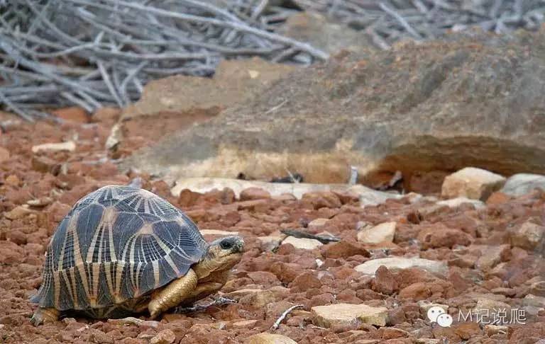 辐射陆龟名字由来,辐射陆龟是什么