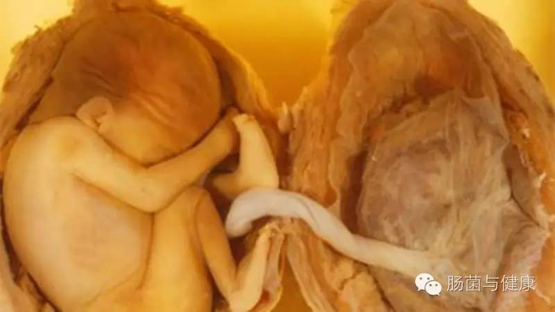 胎盘不存在微生物是什么意思,如何确定胎盘有活性