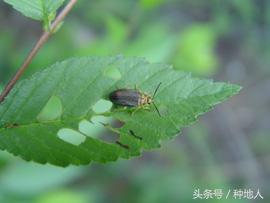 会吃叶子的虫子有哪些,哪些虫子爱吃树叶虫