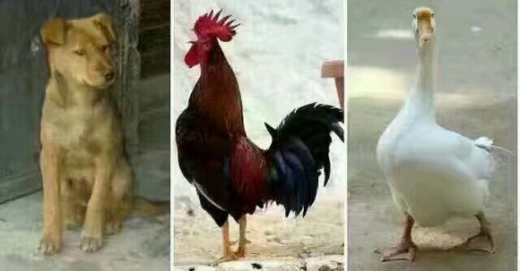 女朋友鄙视手势是什么意思,女友三个手势啥意思