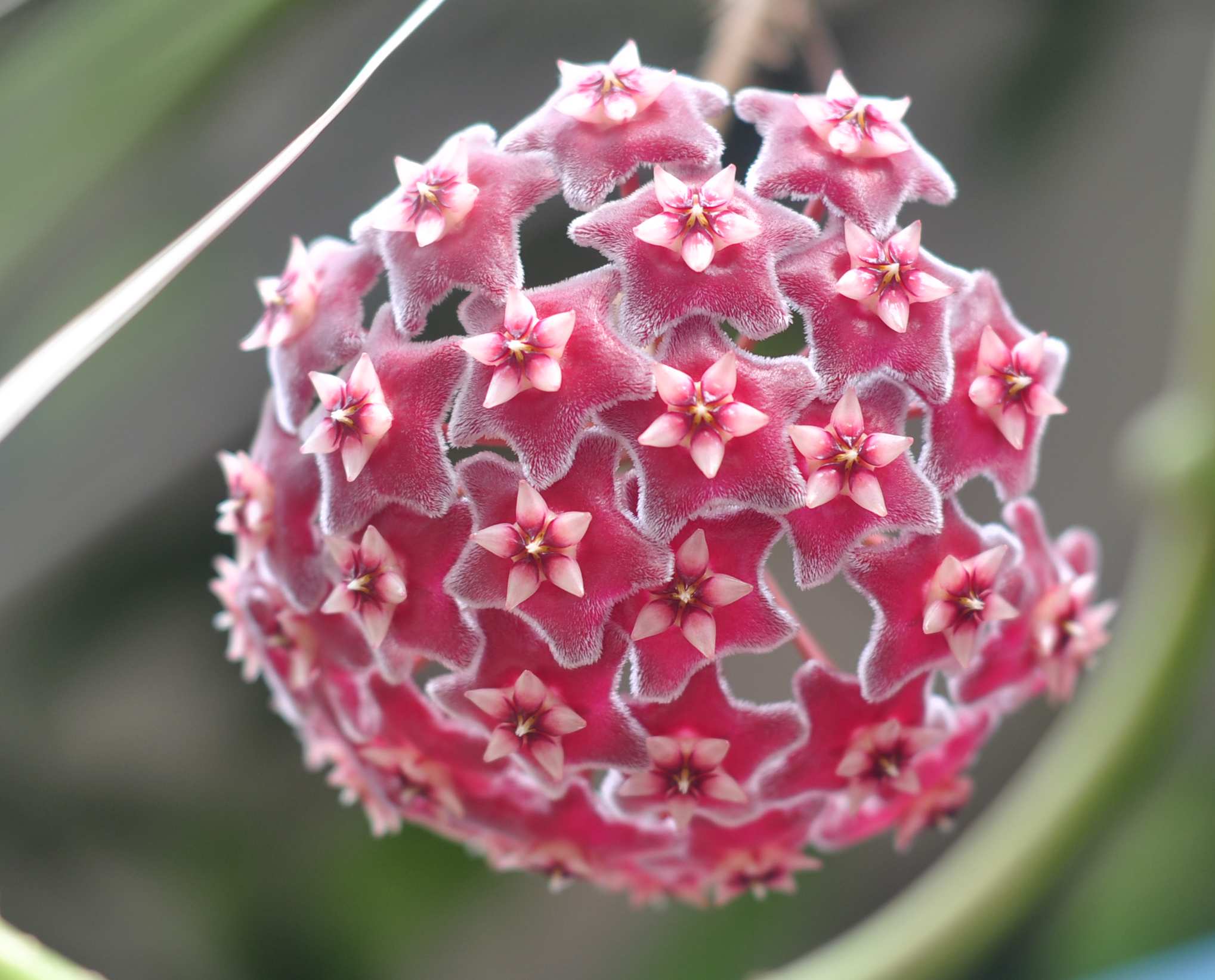 你知道为什么你养的多肉养不好吗,开花香又好养的球兰