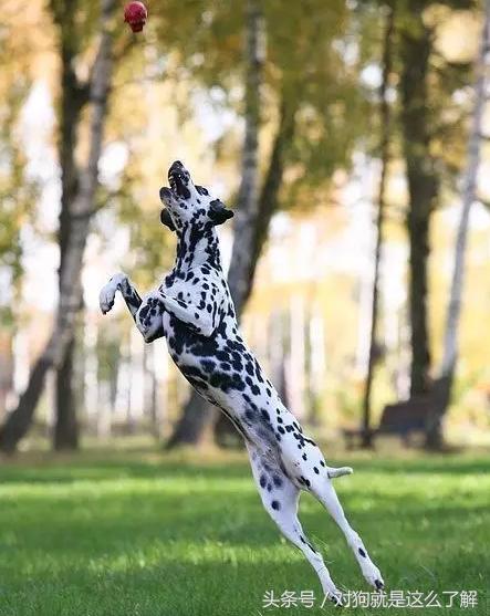 斑点狗科普点读,斑点狗大麦町犬好养吗