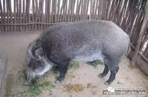 适合富人的18个创业项目养殖生意,养殖行业最赚钱的项目是哪个