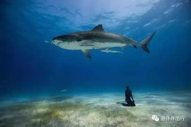 游伴伴|2016年最让人叹为观止的照片!