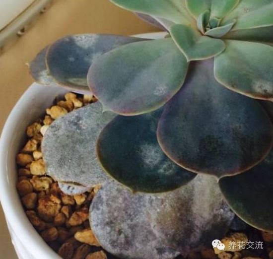 多肉会出现的病虫有哪些,网上刚买的多肉怎样种植怎样养护