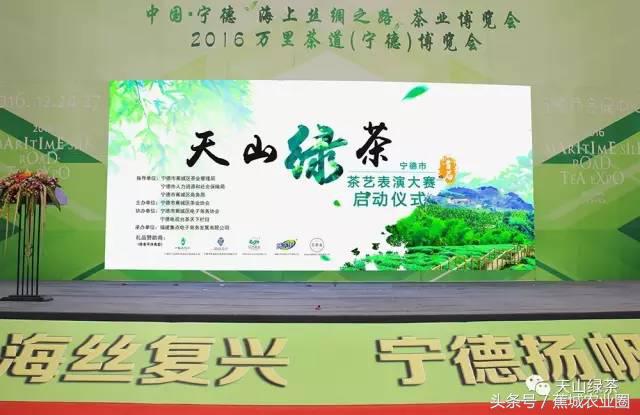 绿茶赏茶表演,福鼎白茶茶艺表演