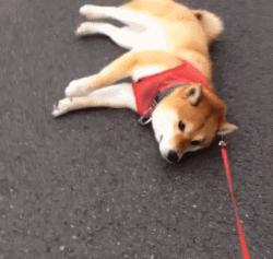 狗狗一拉出去，就收不回来了，怎么破？