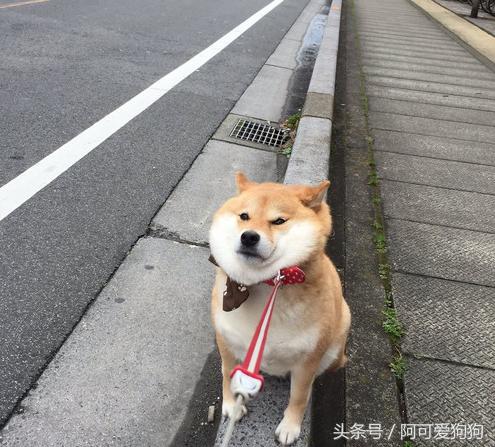 狗狗一牵引就不动怎么办,狗狗一撒手就叫不回来怎么办