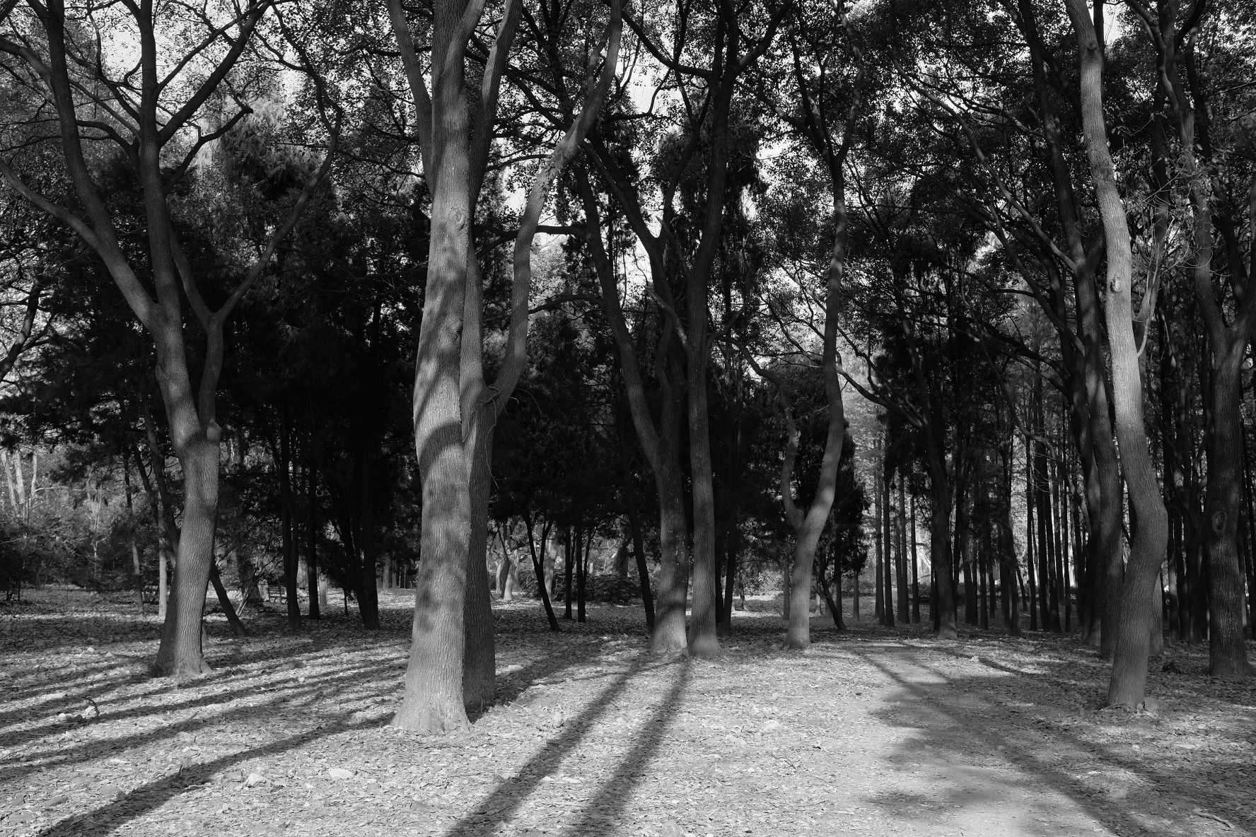 巧用日光白平衡，记录绚烂秋色