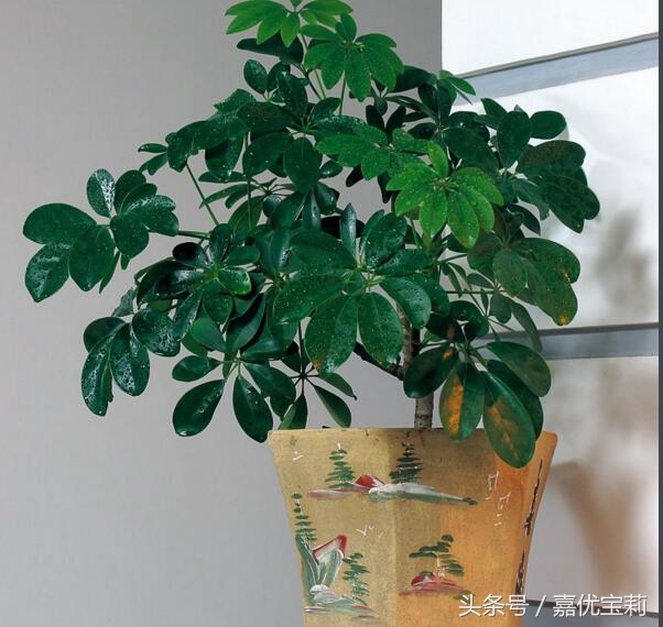 鹅掌枫树木图片,大叶鹅掌木盆栽