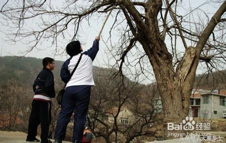 木耳采摘条件,怎么样辨别野生木耳