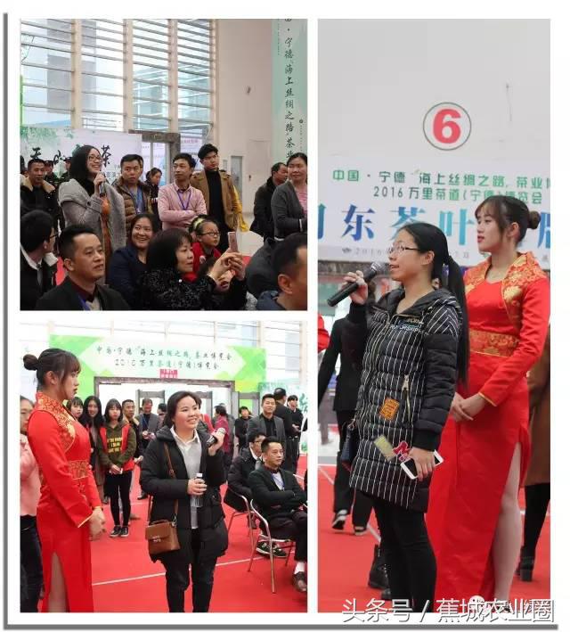 绿茶赏茶表演,福鼎白茶茶艺表演