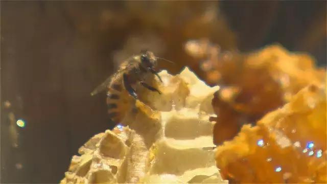 神农架自然保护区旅游攻略,神农架秘境演出值得看吗