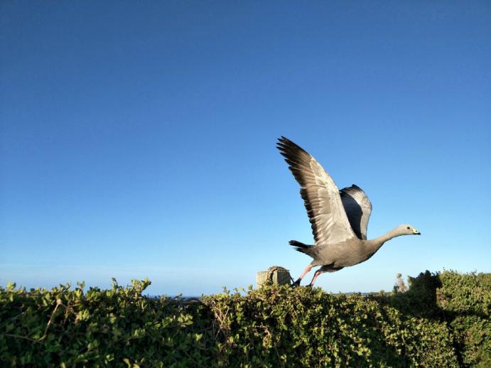 oppor9s拍照怎么样好吗,oppor9s怎么拍照才好看